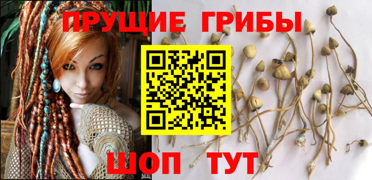 Псилоцибиновые грибы Cubensis  Вход с VPN  Новосибирск 